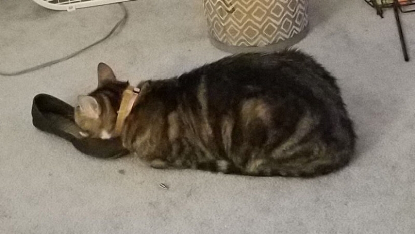 20 gatos que finalmente se descompusieron o fueron bombeados a un nuevo nivel 20 gatos que finalmente se descompusieron o fueron bombeados a un nuevo nivel