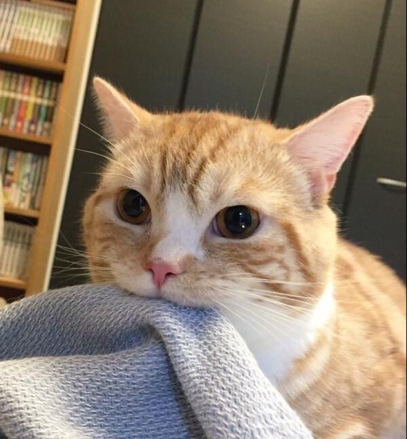 20 gatos que finalmente se descompusieron o fueron bombeados a un nuevo nivel 20 gatos que finalmente se descompusieron o fueron bombeados a un nuevo nivel