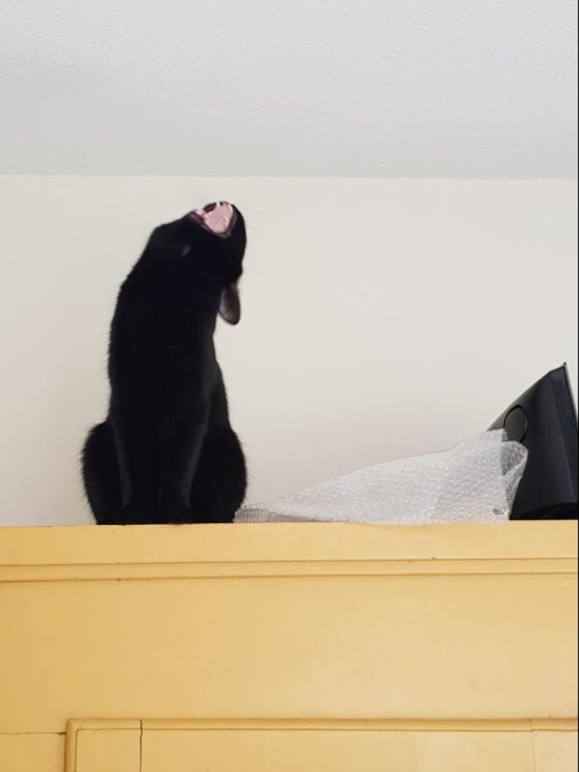 20 gatos que finalmente se descompusieron o fueron bombeados a un nuevo nivel 20 gatos que finalmente se descompusieron o fueron bombeados a un nuevo nivel