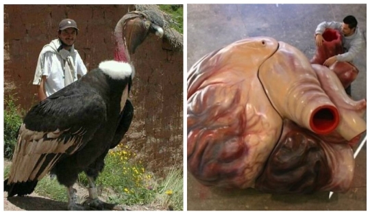 20 gigantescos objetos naturales que te sorprenderán 20 gigantescos objetos naturales que te sorprenderán