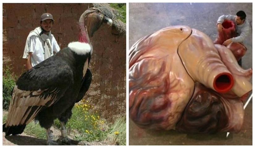 20 Gigantic Natural Objects That Will Shock You 20 Gigantic Natural Objects That Will Shock You