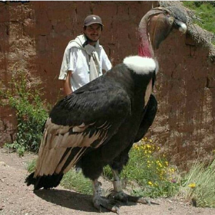 20 Gigantic Natural Objects That Will Shock You 20 Gigantic Natural Objects That Will Shock You