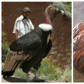 20 Gigantic Natural Objects That Will Shock You