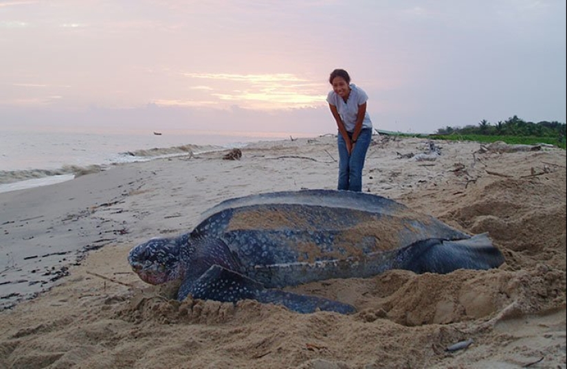 20 Gigantic Natural Objects That Will Shock You 20 Gigantic Natural Objects That Will Shock You