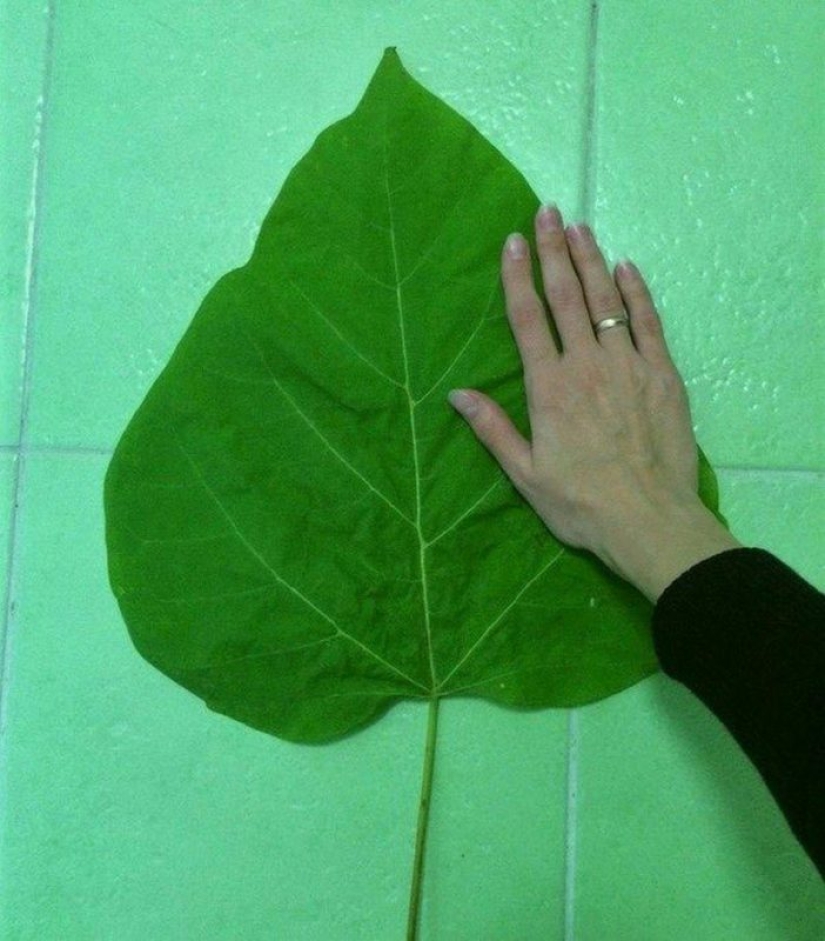 20 great things, to estimate the size of which can be compared only