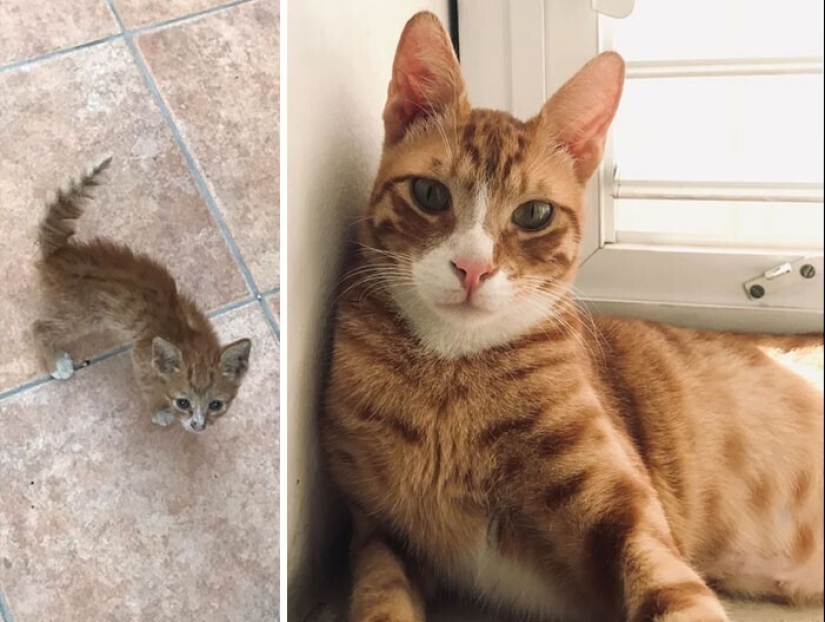 20+ heart touching pictures about how to quickly grow our favorite koteyki