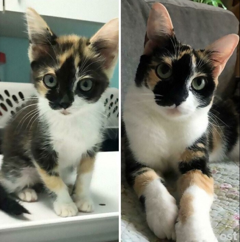 20+ heart touching pictures about how to quickly grow our favorite koteyki