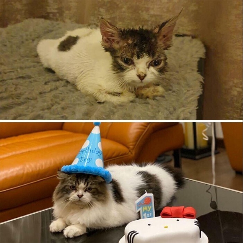 20+ heart touching pictures about how to quickly grow our favorite koteyki