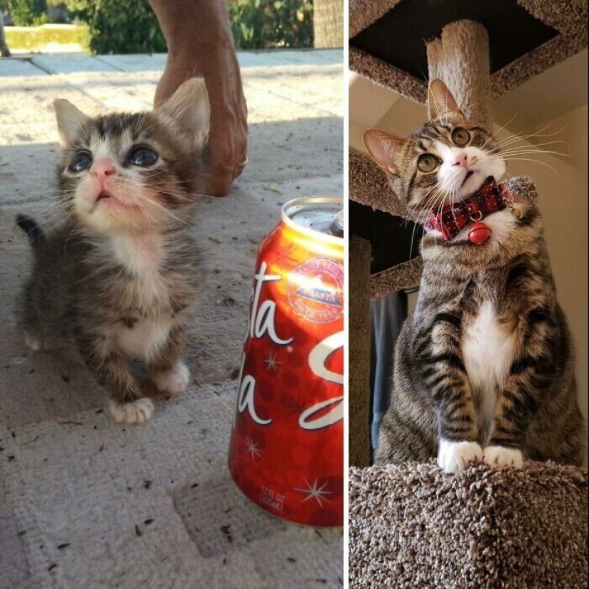 20+ heart touching pictures about how to quickly grow our favorite koteyki