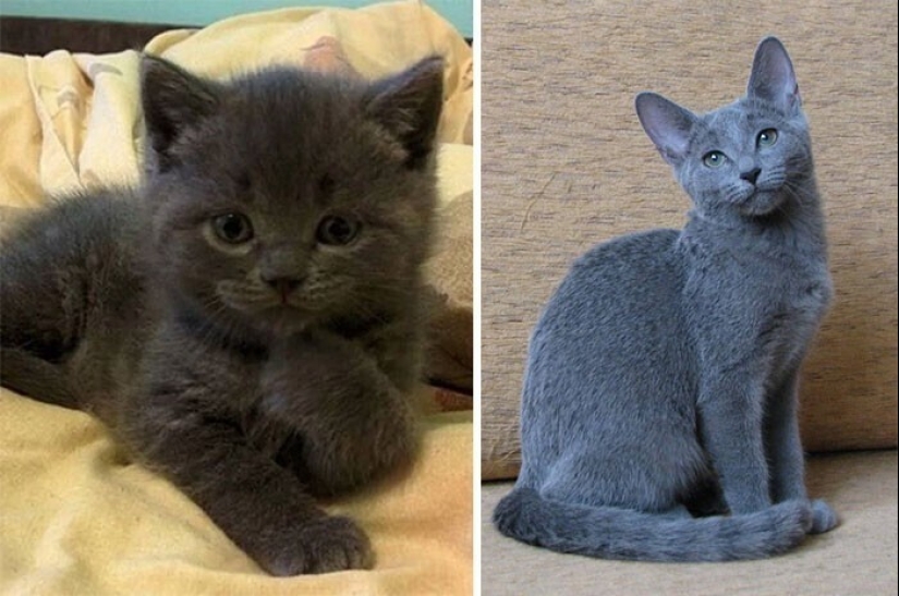 20+ heart touching pictures about how to quickly grow our favorite koteyki