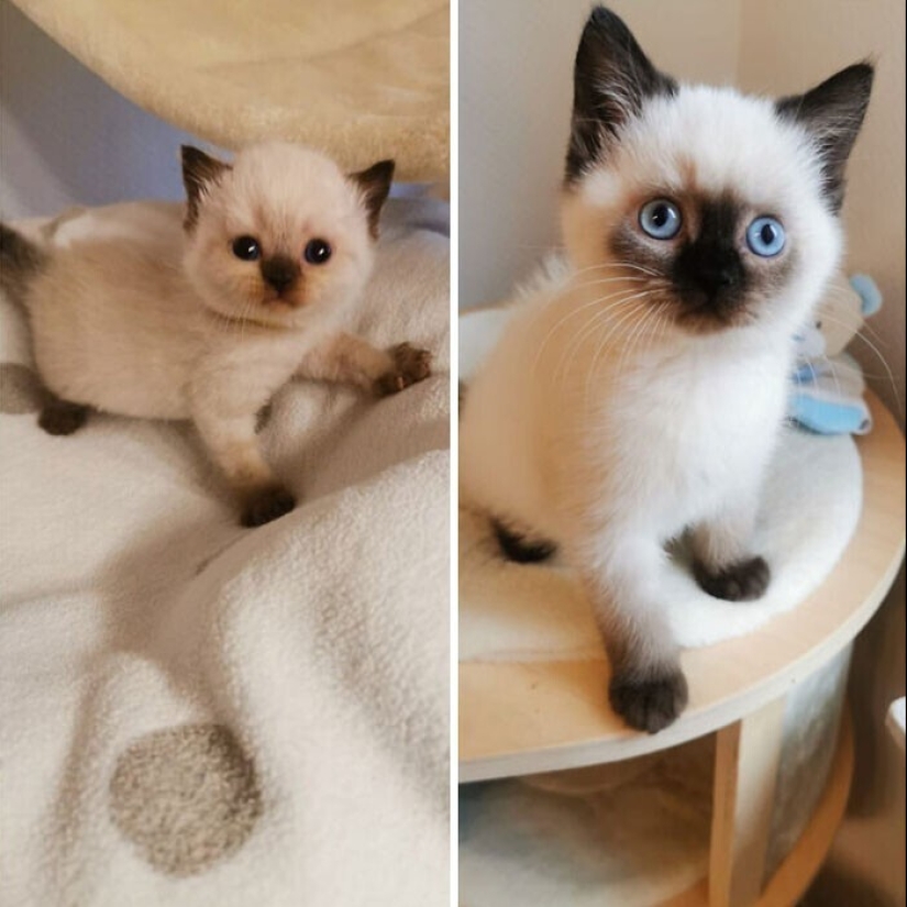 20+ heart touching pictures about how to quickly grow our favorite koteyki