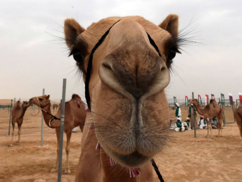 20 hechos históricos tan absurdos que parecen falsos 20 hechos históricos tan absurdos que parecen falsos