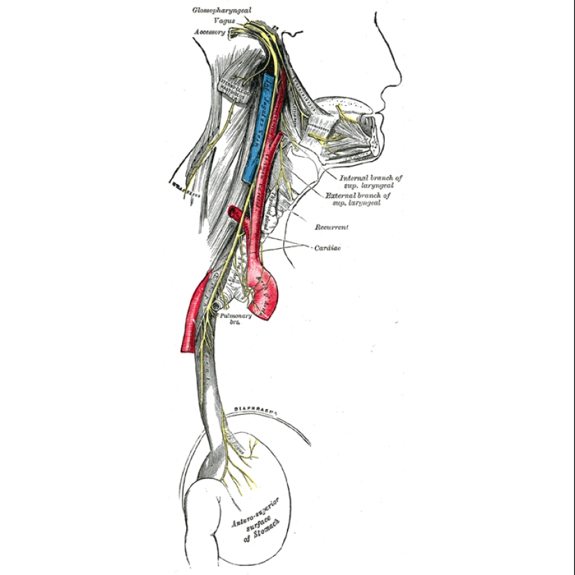 20 human body parts that are an example of bad design