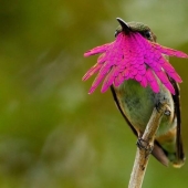 20 hummingbirds close-up - amazing beauty of tiny birds