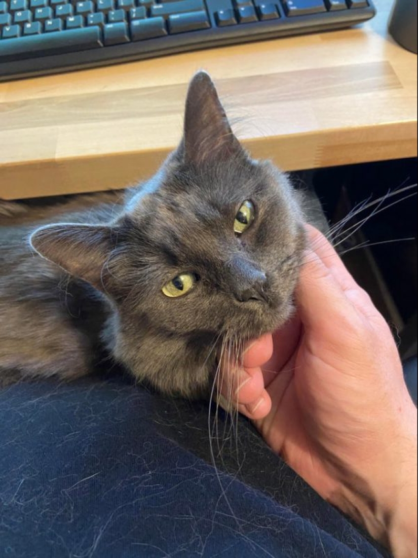 20 la mayoría de los Mimino y divertidas fotos para establecer el estado de ánimo