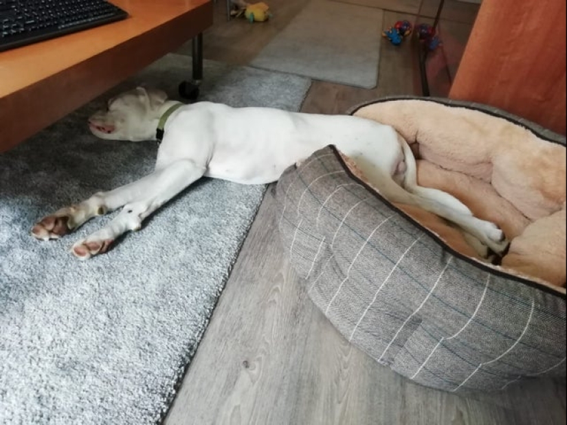 20 la mayoría de los Mimino y divertidas fotos para establecer el estado de ánimo