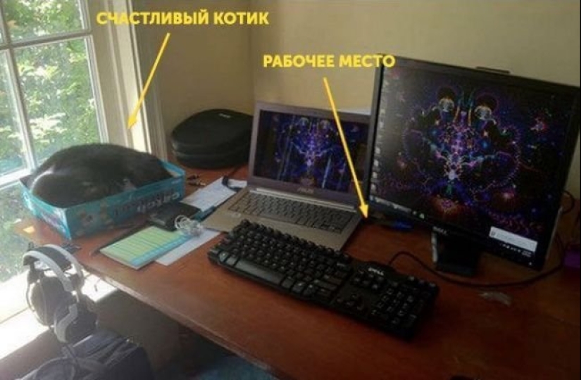 20 la vida hacks para los felices dueños de gatos 20 la vida hacks para los felices dueños de gatos