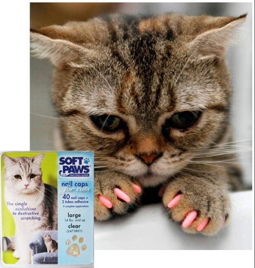 20 la vida hacks para los felices dueños de gatos 20 la vida hacks para los felices dueños de gatos