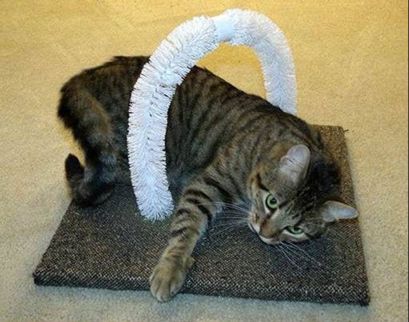 20 la vida hacks para los felices dueños de gatos 20 la vida hacks para los felices dueños de gatos