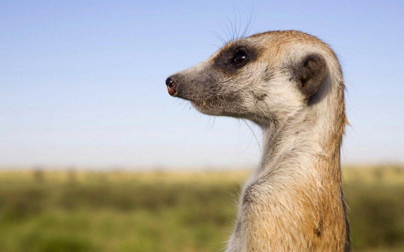 20 lugares donde se encuentran animales raros 20 lugares donde se encuentran animales raros