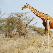 20 manipulaciones fotográficas divertidas del artista digital Anil Saxena