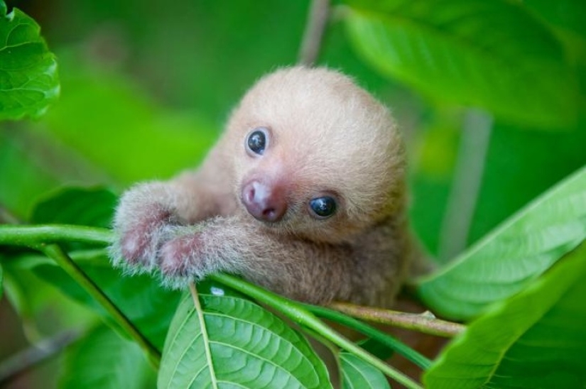20 mimic baby animals that will warm your soul on this cold day
