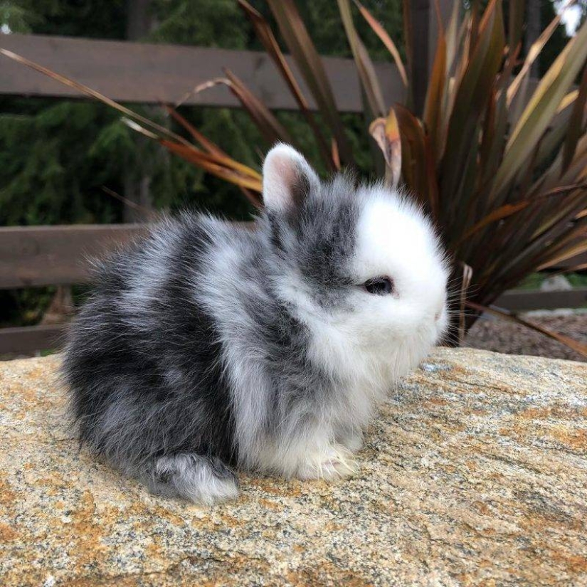 20 mimic baby animals that will warm your soul on this cold day