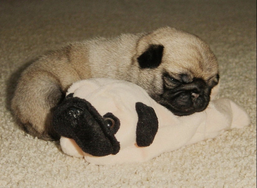 20 mimic baby animals that will warm your soul on this cold day