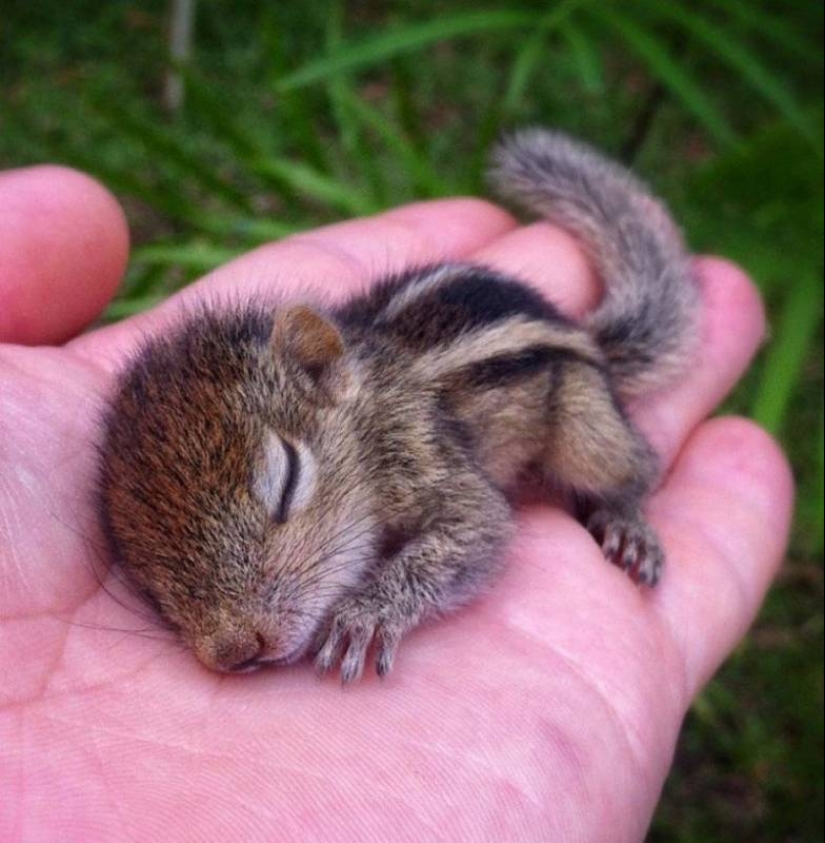20 mimic baby animals that will warm your soul on this cold day
