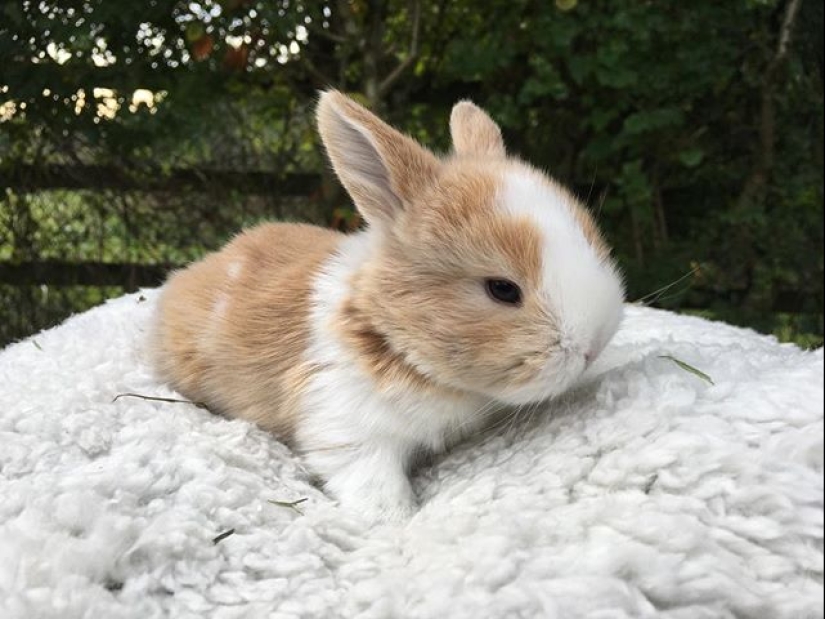 20 mimic baby animals that will warm your soul on this cold day