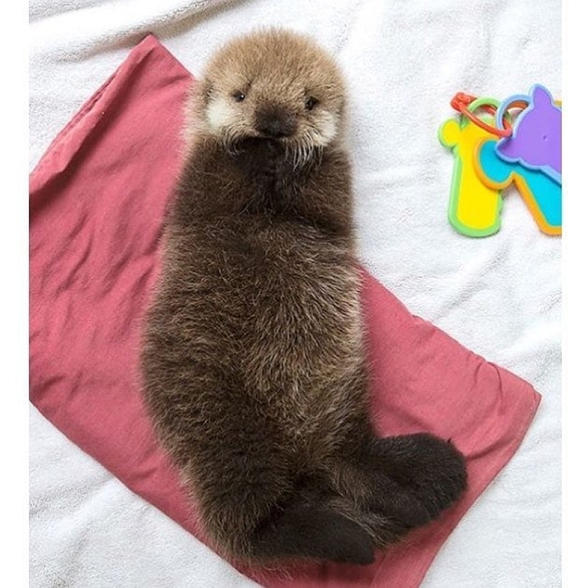 20 mimic baby animals that will warm your soul on this cold day