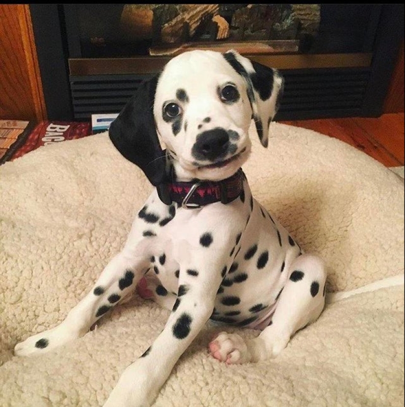 20 Mimino fotos, después de ver que el alma se vuelve más cálido 20 Mimino fotos, después de ver que el alma se vuelve más cálido