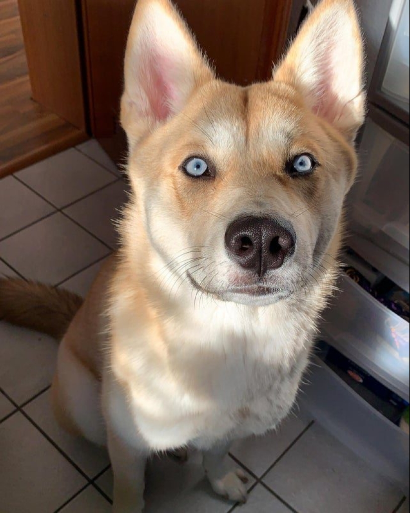 20 Mimino fotos, después de ver que el alma se vuelve más cálido 20 Mimino fotos, después de ver que el alma se vuelve más cálido