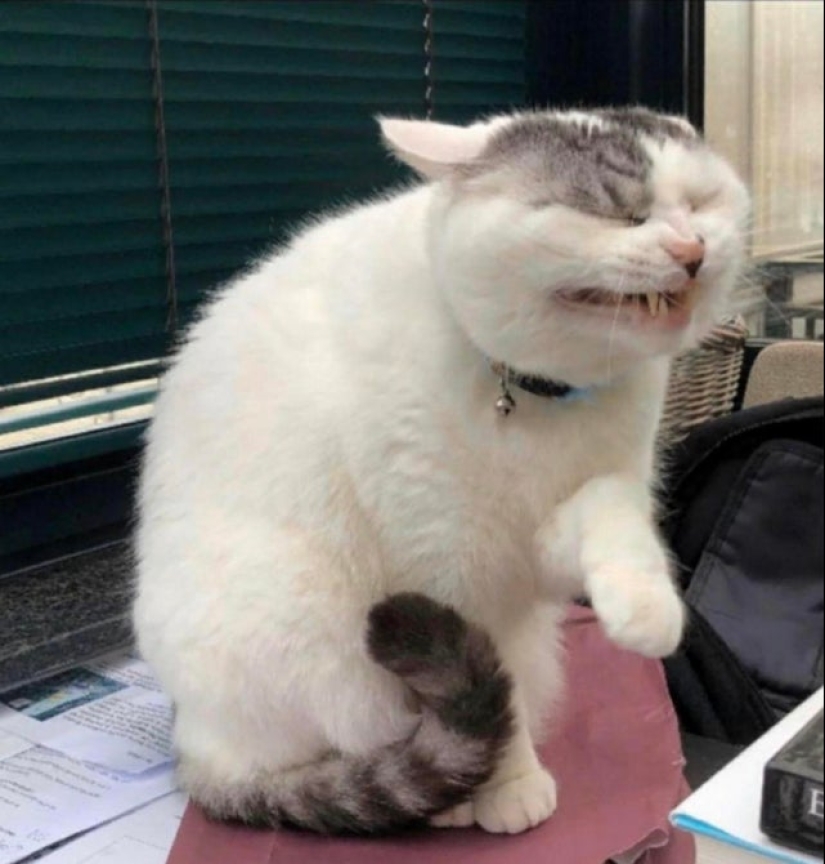 20 Mimino fotos, después de ver que el alma se vuelve más cálido 20 Mimino fotos, después de ver que el alma se vuelve más cálido