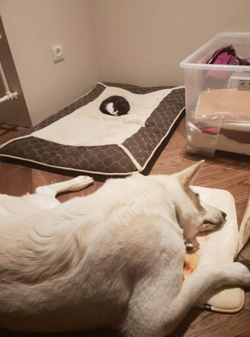 20 Mimino fotos, después de ver que el alma se vuelve más cálido 20 Mimino fotos, después de ver que el alma se vuelve más cálido