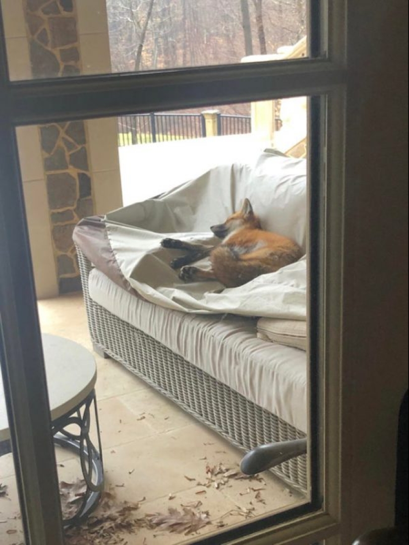 20 Mimino fotos, después de ver que el alma se vuelve más cálido 20 Mimino fotos, después de ver que el alma se vuelve más cálido