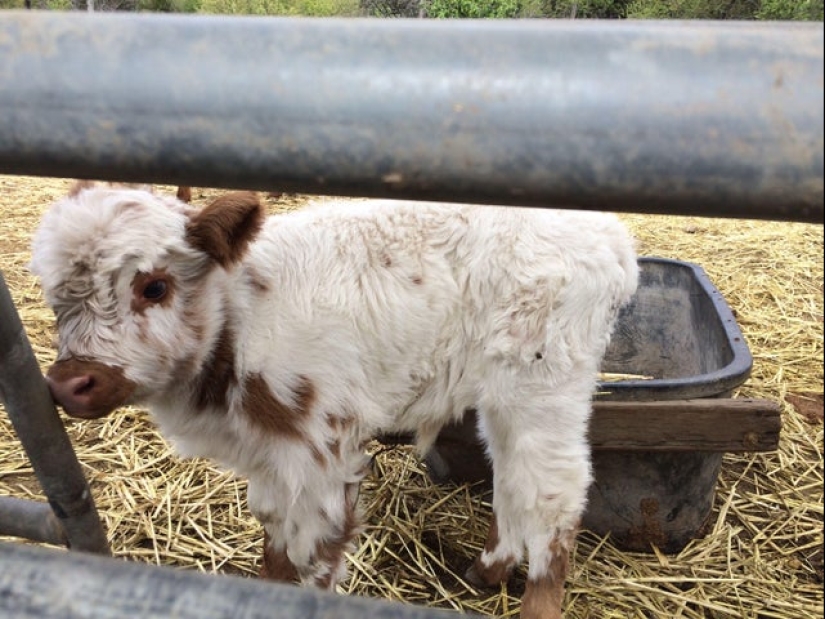 20 Mimino fotos, después de ver que el alma se vuelve más cálido 20 Mimino fotos, después de ver que el alma se vuelve más cálido