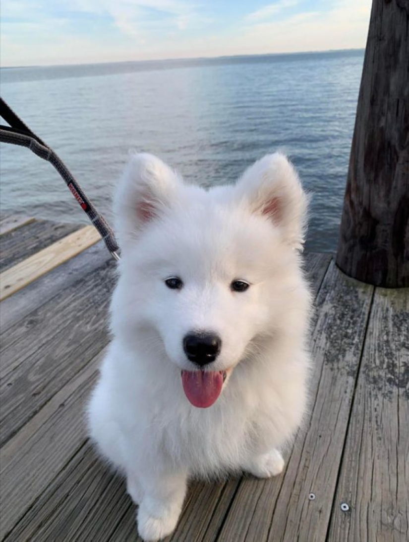 20 Mimino fotos, después de ver que el alma se vuelve más cálido 20 Mimino fotos, después de ver que el alma se vuelve más cálido