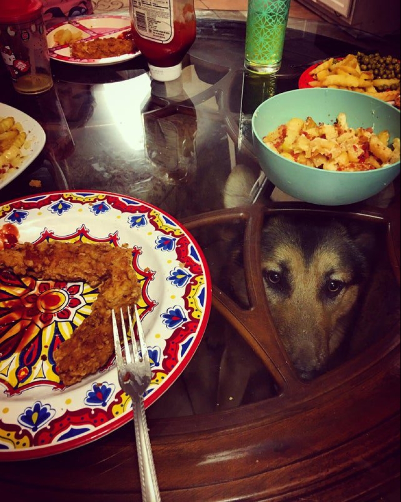 20 Mimino fotos, después de ver que el alma se vuelve más cálido 20 Mimino fotos, después de ver que el alma se vuelve más cálido