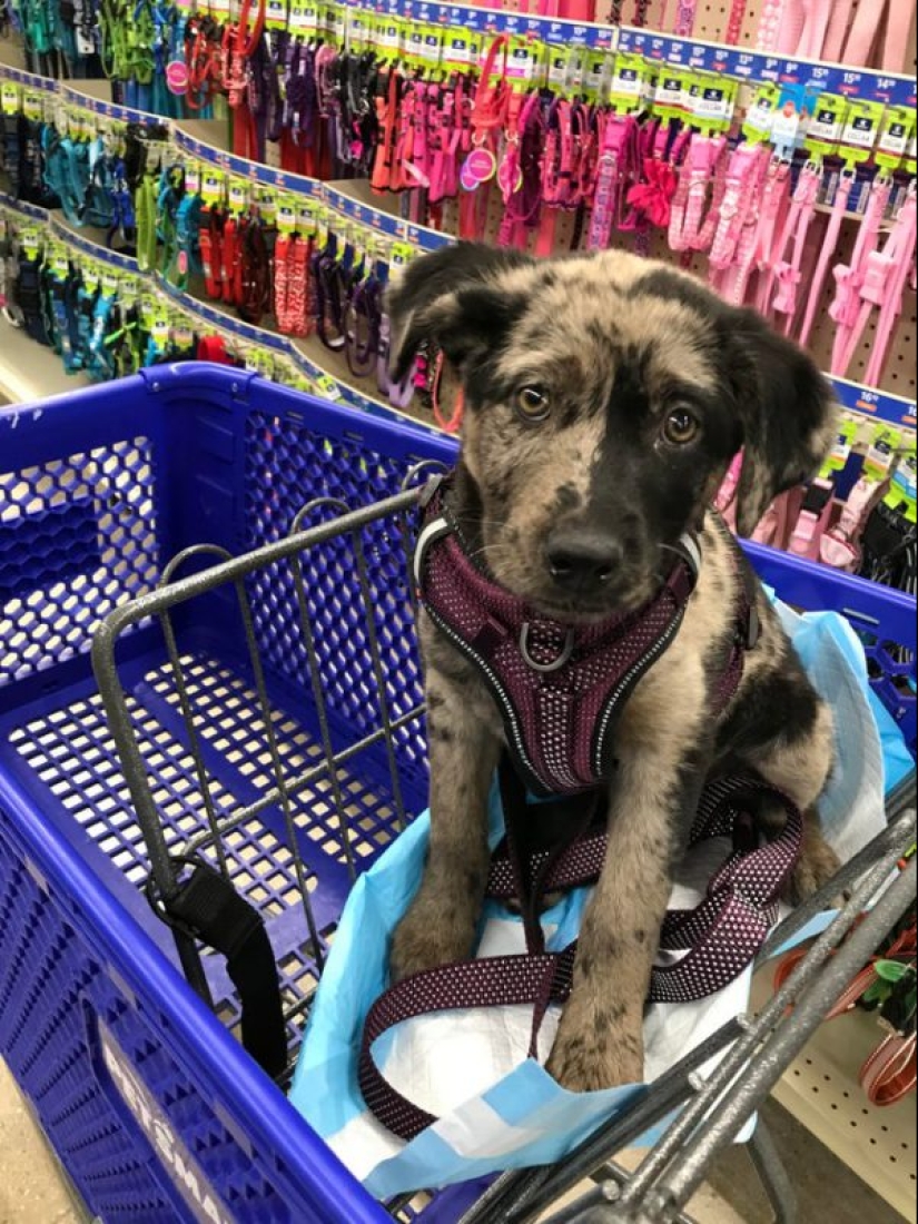 20 Mimino fotos, después de ver que el alma se vuelve más cálido 20 Mimino fotos, después de ver que el alma se vuelve más cálido