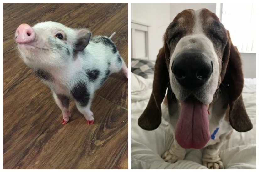 20 Mimino photos, after seeing that the soul becomes warmer 20 Mimino photos, after seeing that the soul becomes warmer