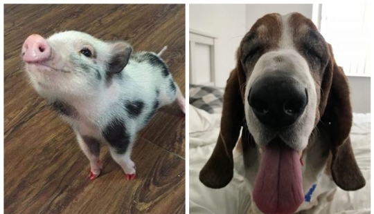 20 Mimino photos, after seeing that the soul becomes warmer