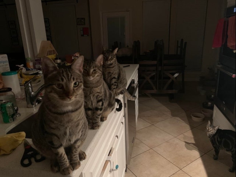 20 Mimino photos, after seeing that the soul becomes warmer 20 Mimino photos, after seeing that the soul becomes warmer