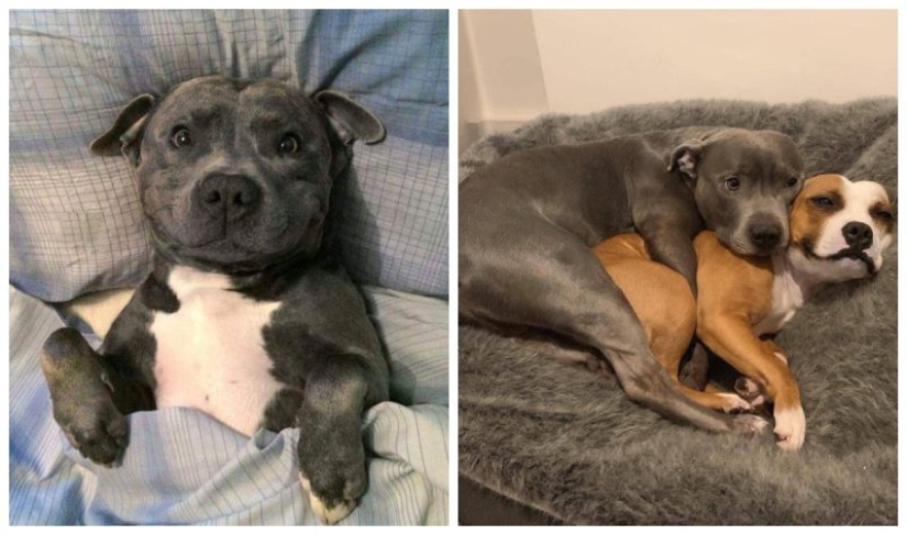 20 most Mimino and funny photos to set the mood