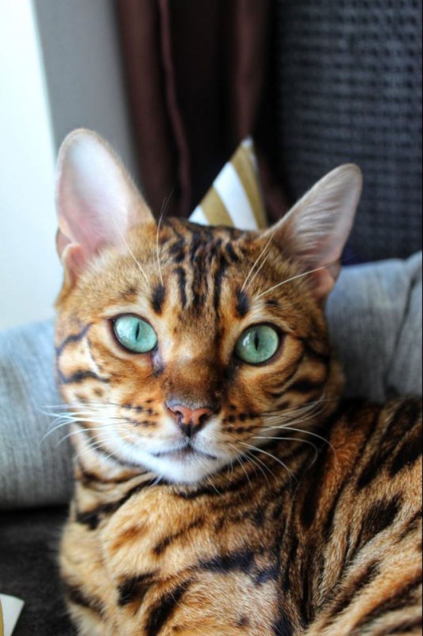 20 most Mimino and funny photos to set the mood