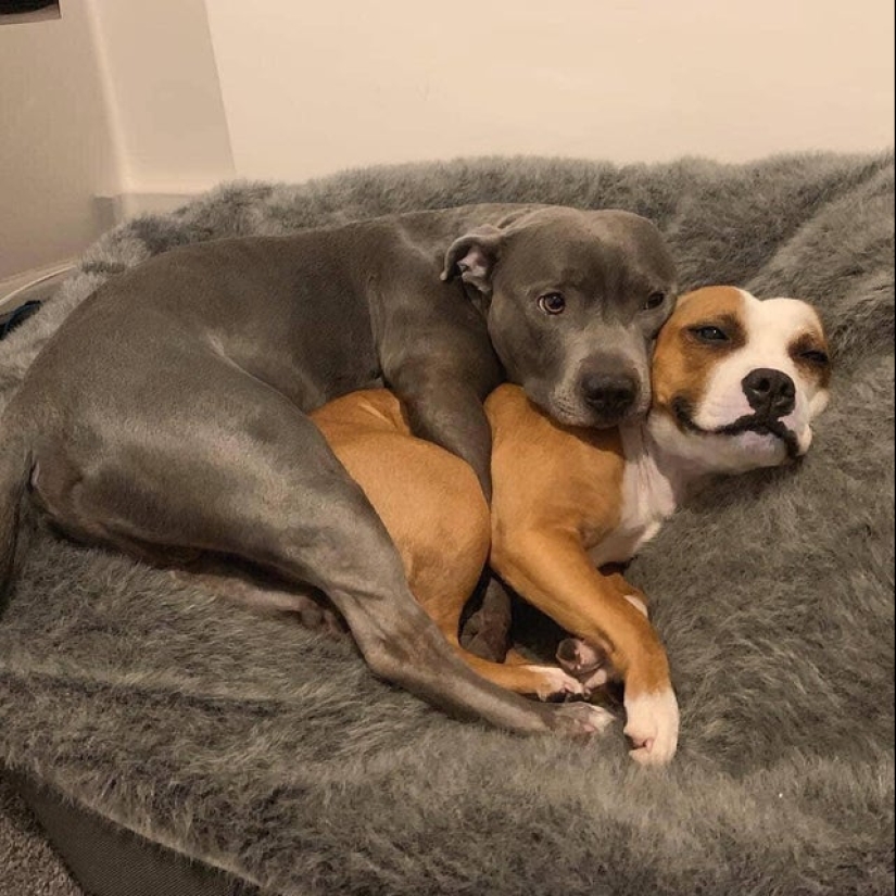 20 most Mimino and funny photos to set the mood