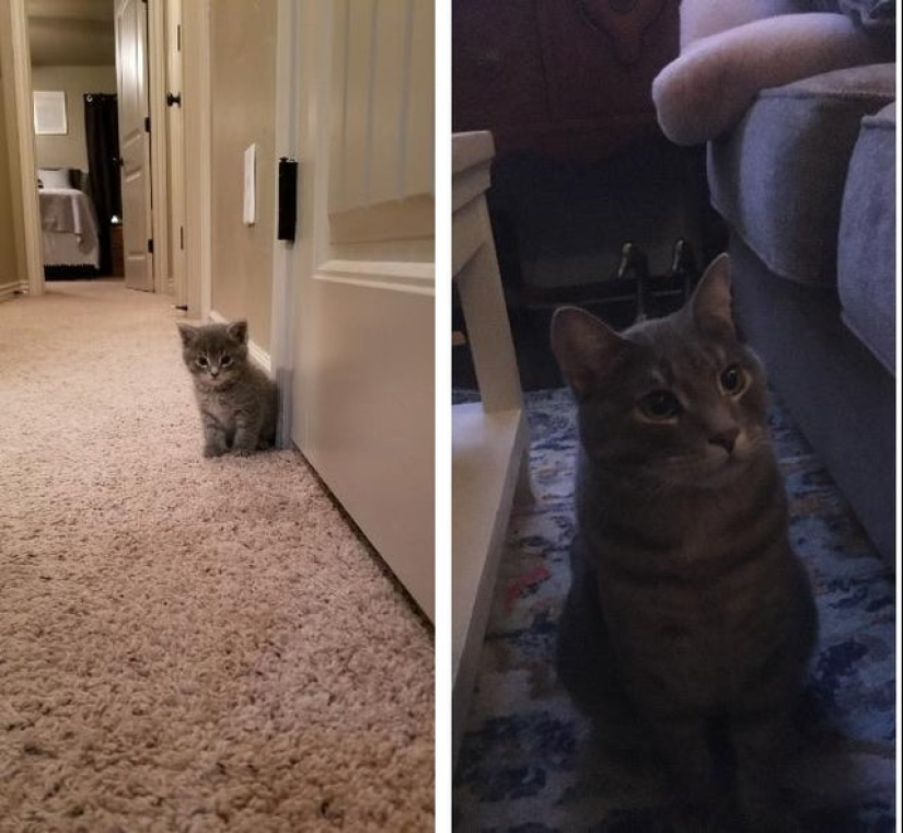 20 most Mimino and funny photos to set the mood