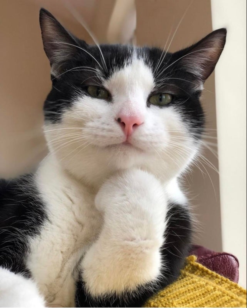 20 most Mimino and funny photos to set the mood