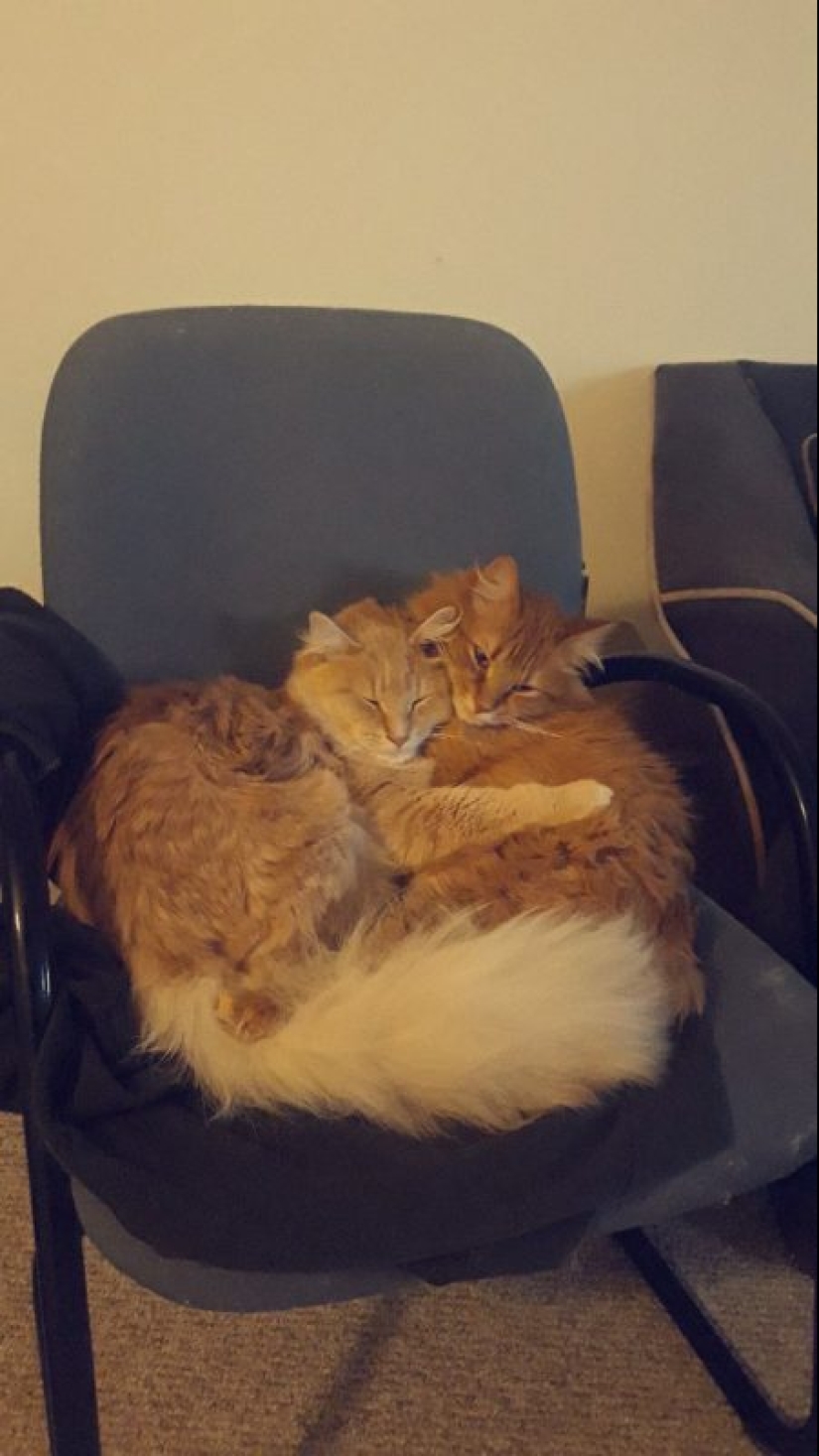 20 most Mimino and funny photos to set the mood