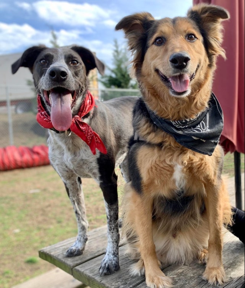 20 most Mimino and funny photos to set the mood